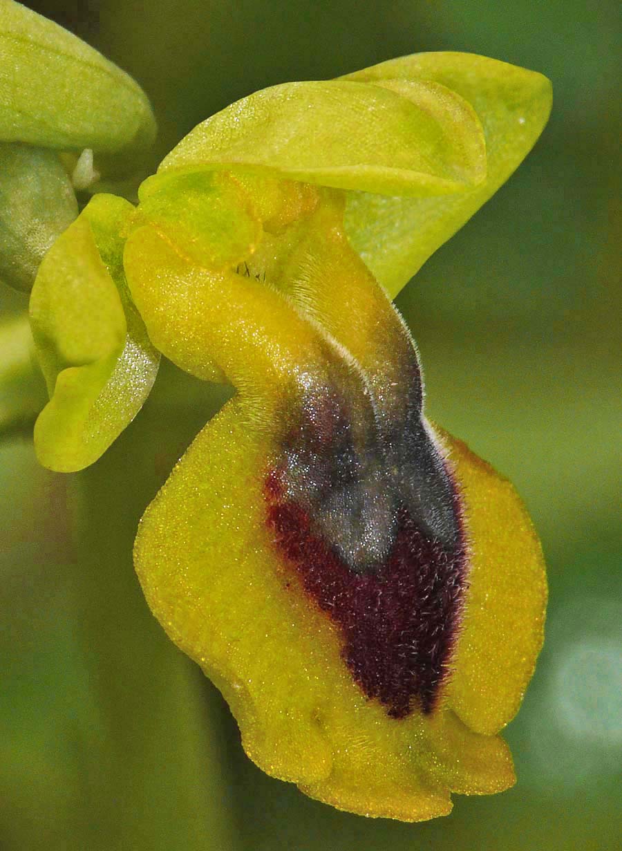 Ophrys phryganae v cretica